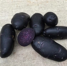 Læggekartofler `Purple Rain`